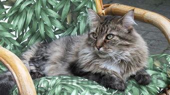 猫咪半夜上蹿下跳很警惕是何原因?要怎么弄?