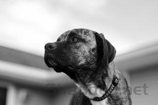 狗狗有白色小伤口掉毛是什么情况?要如何应对?