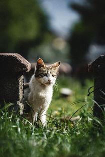 小猫拉绿色大便是啥情况?小猫拉绿色大便要怎么改善?