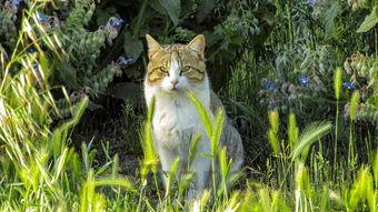 猫咪半死不活的一直惨叫是什么原因?该咋办?