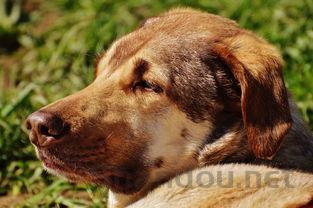 狗狗自己咬掉了一块毛是咋回事?该如何解决?