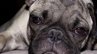 狗狗拉稀吐食物是什么原因?狗狗拉稀吐食物要怎么应对?