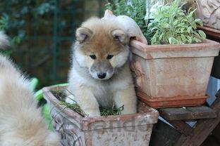 狗狗左眼积血是什么情况?狗狗左眼积血怎么弄会好?