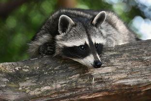 猫猫泪痕严重第三眼睑外露的问题出在哪?该如何是好?